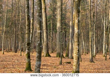 Autumnal Deciduous Tree Stand With Hornbeams And Oaks