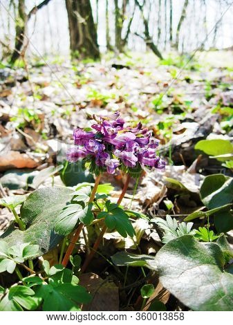 The Fumewort (corydalis Solida) Flowers Closeup In Sunny Spring Day In Natural Environment