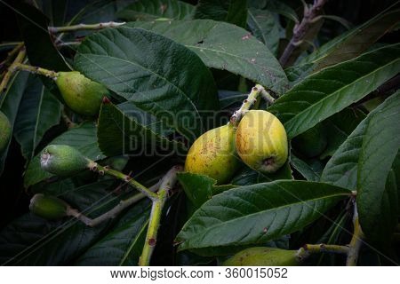 Unripe Fruits Of Medlar Among The Leaves On Medlar Tree.