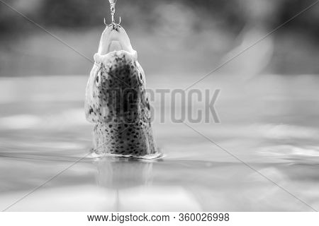 Fish Trout Caught In Freshwater. Bait Spoon Line Fishing Accessories. Fish In Trap. Victim Of Poachi