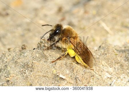 Osmia Rufa, Solitary Red Mason Bee, Pollinator