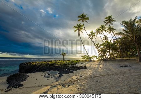 Coconut palm trees on the beach during the sunrise on Upolu, Samoa Islands.