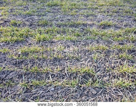 Crops Of Wheat In The Field Destroyed By Frost And Arid Weather. Weather Conditions For Growing Crop