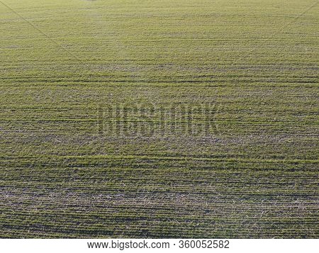 Crops Of Wheat In The Field Destroyed By Frost And Arid Weather. Weather Conditions For Growing Crop