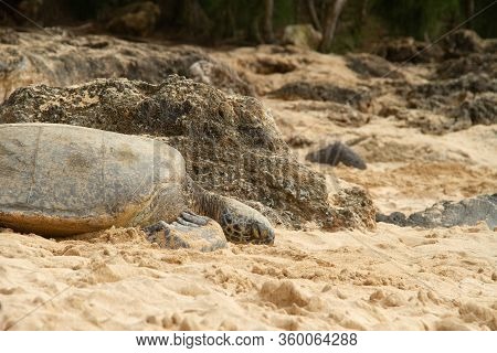 A Close Up Of A Hawaiian Green Sea Turtle Lounging In The Sand On Laniakea Beach.