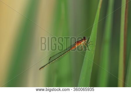 Close up shot of dragonfly on the leaf