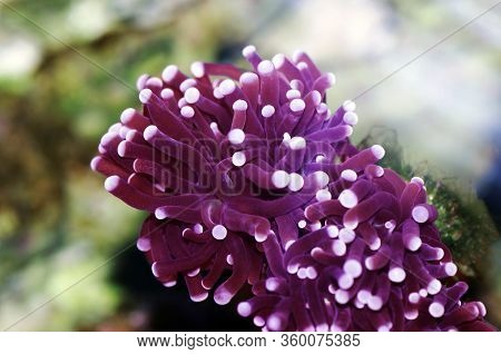 Purple Euphyllia Torch Lps Coral -  Euphylliidae Glabrenscens