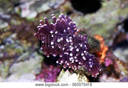 Purple Euphyllia Torch Lps Coral -  Euphylliidae Glabrenscens