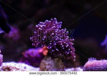Black Euphyllia Torch Lps Coral -  Euphylliidae Glabrenscens