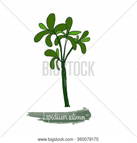Herbs. Lepidium Sativum. Color Image Of A Plant On A White Isolated Background. Vector Illustration 
