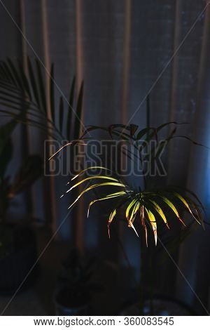 Palm Tree Leaf Shining Under Sunlight Peaking Through Semi-closed Curtains Indoor By The Wondow