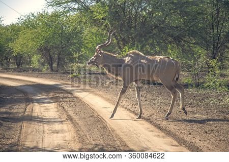 Kudu Or Greater Kudu, Tragelaphus Strepsiceros In A Wildlife Park In South Africa.