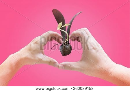 Two Hands Of The Women And The Man Making Heart-shaped Surrounding Dipterocarpus Alatus Roxb Or Flyi