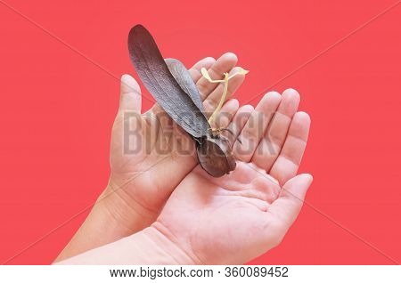 Copy Space Of  Hand Hands Showing Love Symbol Holding Dipterocarpus Alatus Roxb Or Flying Seeds  : A