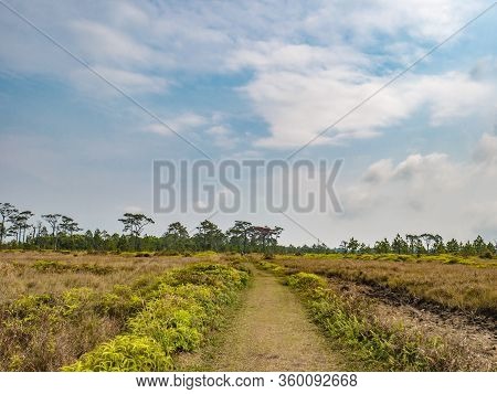 Nature Trail  At Phu Kradueng Mountain National Park In Loei City Thailand.phu Kradueng Mountain Nat