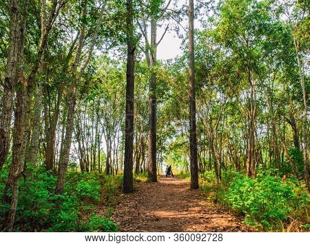 Unacquainted Tourist Waiting On Nature Trail  At Phu Kradueng Mountain National Park In Loei City Th