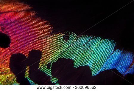 Madagasgan Sunset Butterfly, Fragment Of The Wing Of A Tropical Butterfly. Colors Of Rainbow. Abstra