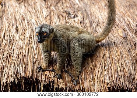 The Lemurs On The Thatched Roof Of A Building