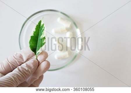 Hand In White Protective Glove Holding Plant Leaf. Glass Petri Dish With Pills On Background, Top Vi
