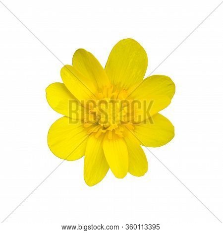 Ficaria Verna. Lesser Celandine. Ficaria Verna Isolated White Background. Yellow Flower Bud On A Whi