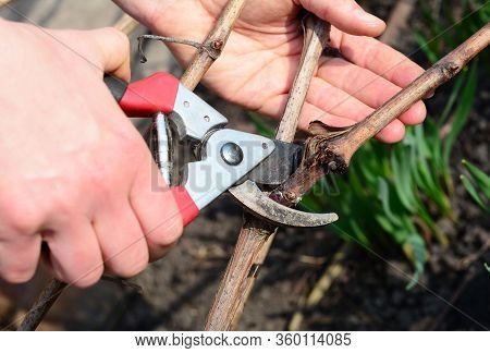 Pruning Grapes, Leaving The Renewal Spur And Cutting Off Unselected Cane And Dead Wood With Bypass S
