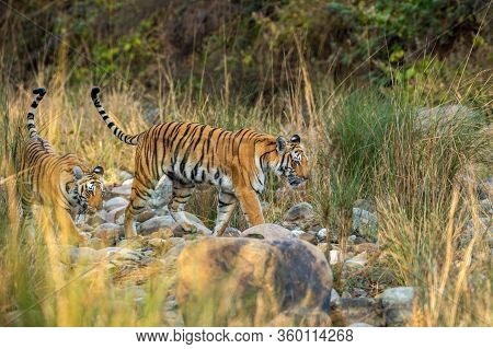 Mother Tiger And Her Cub With Tail Up Walking Together In The Dhikala Forest Of Jim Corbett National