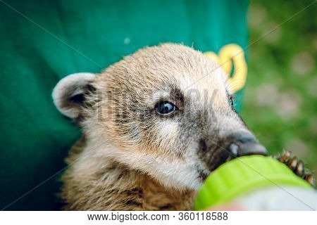 A Little Nasua Drinks Milk. On A Green Background At The Zoo