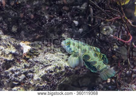 Underwater Scenery Showing A Picturesque Dragonet Fish In Natural Ambiance