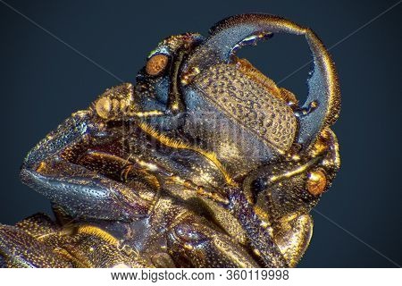 Macro Shot Showing The Head Of A Lesser Stag Beetle