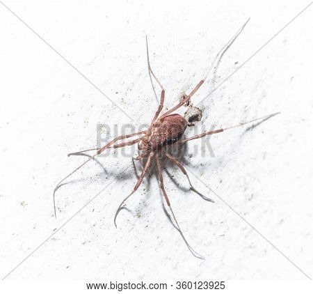 Tiny Spider Close Up On White Background