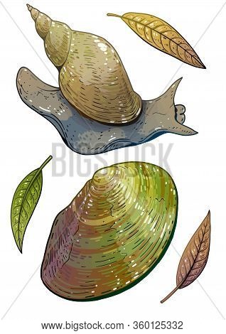 Swan Mussel And Great Pond Snail Illustration, Drawing, Colorful Doodle Vector