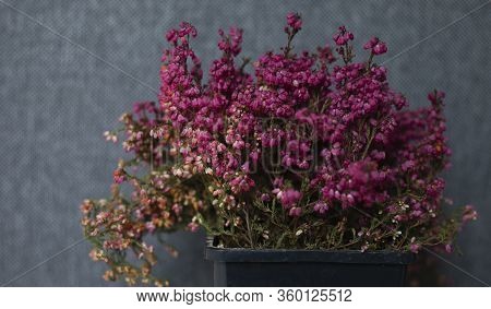 Twigs Of Lavender Flowers Arranged In Lower Border On Grey Stone Background In Vintage Style. Easter