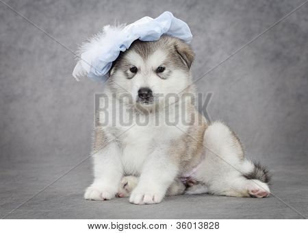 Portræt af Malamute hvalp