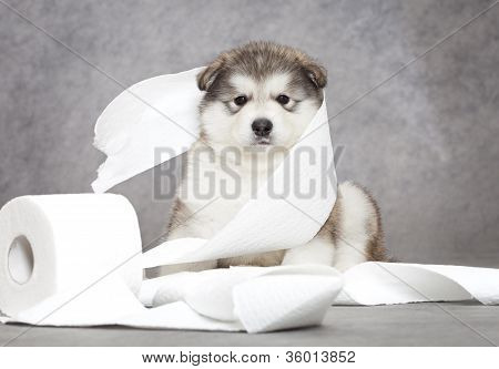 Malamute hvalp med et væv