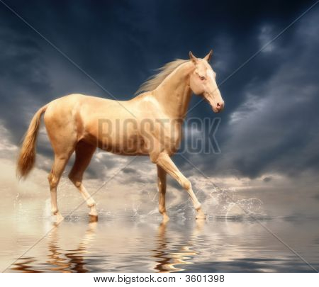 Cremello Akhal-Teke In movimento