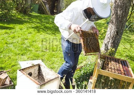 Beekeeper Is Looking Swarm Activity Over Honeycomb On Wooden Frame, Control Situation In Bee Colony.
