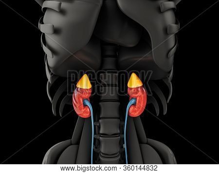 3d Illustration Of The Kidney. Science Medical Educational Material, Clipping Path Included