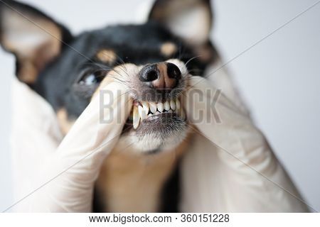 Veterinarian Examines The Teeth Of A Small Black Dog Of The Russian Toy Terrier Breed,tartar In A Do