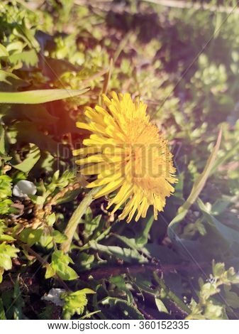 Macro Photo Of A Dandelion Plant. Dandelion Plant With A Fluffy Yellow Bud. Yellow Dandelion Flower 
