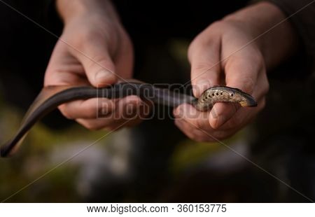 The Live European River Lamprey (lampetra Fluviatilis) Is In Male Hands In Outdoors.