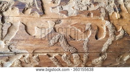 Amazing Background Of Borer Or Termite Trail Left In A Log