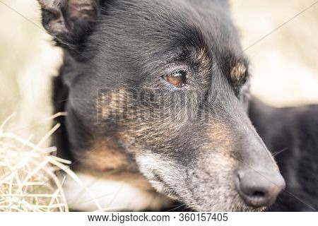 Old And Sick Dog Dying Of Cancer