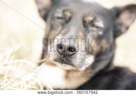 Old And Sick Dog Dying Of Cancer