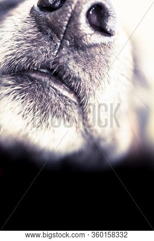 Old And Sick Dog Dying Of Cancer