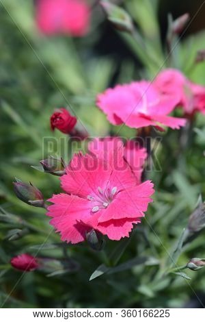 Cheddar Pink - Latin Name - Dianthus Gratianopolitanus