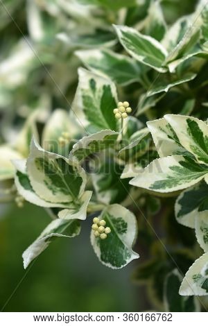 Wintercreeper Emerald Gaiety - Latin Name - Euonymus Fortunei Emerald Gaiety