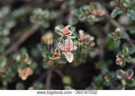 Foxley Thyme Leaves - Latin Name - Thymus Pulegioides Foxley