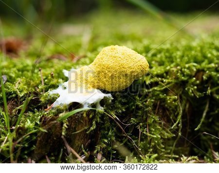 Fuligo Septica - Scrambled Egg Slime, Flowers Of Tan, Yellow Mushroom