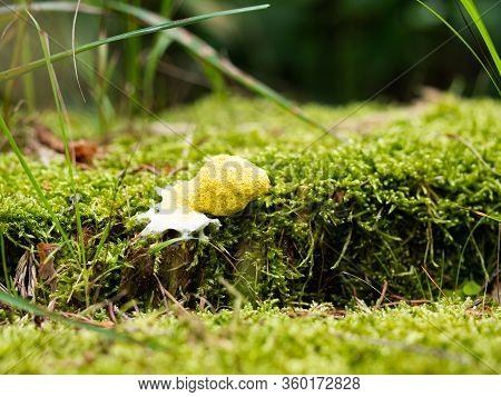 Fuligo Septica - Scrambled Egg Slime, Flowers Of Tan, Yellow Mushroom