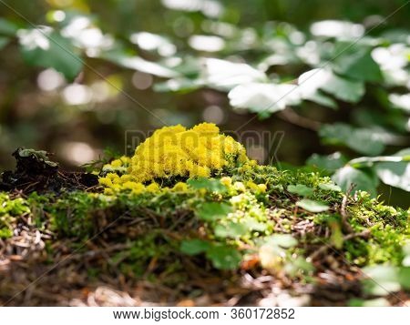 Fuligo Septica - Scrambled Egg Slime, Flowers Of Tan, Yellow Mushroom